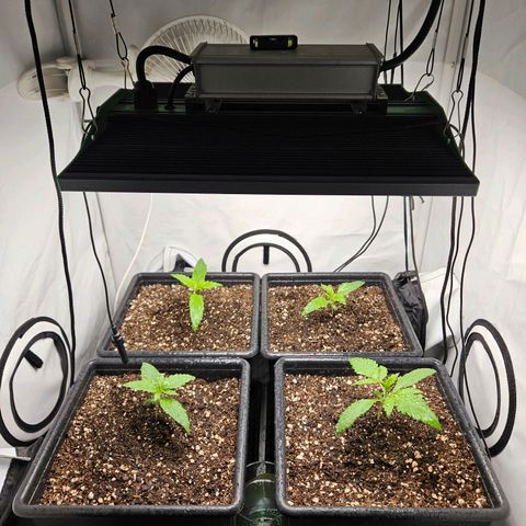 Critical growlog timeline photo