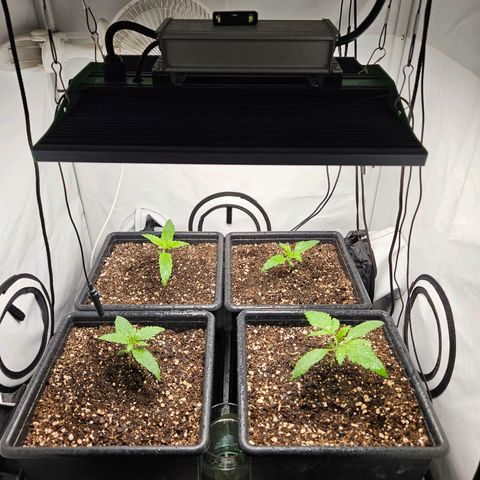 Critical growlog timeline photo