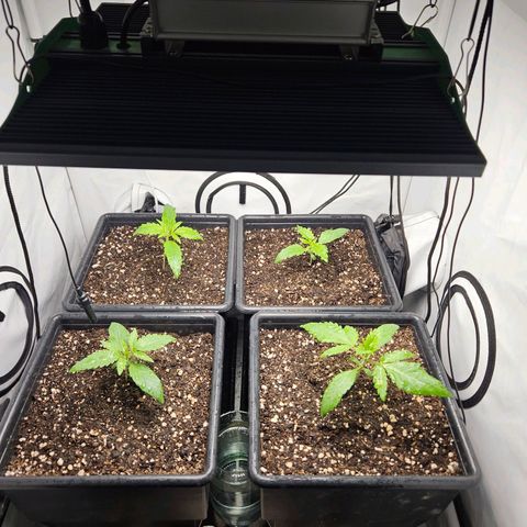 Critical growlog timeline photo