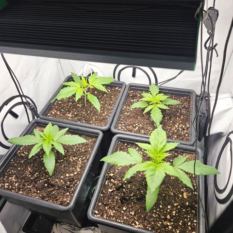 Critical growlog timeline photo