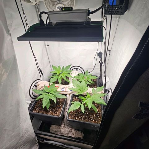 Critical growlog timeline photo