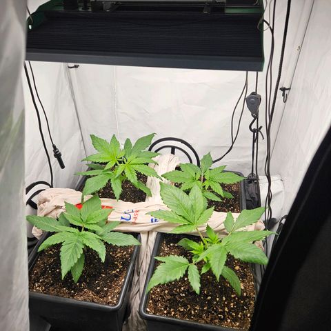 Critical growlog timeline photo