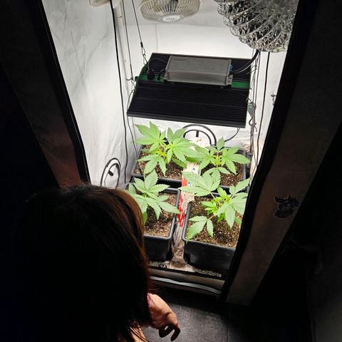 Critical growlog timeline photo