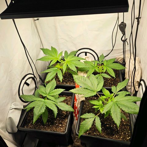 Critical growlog timeline photo