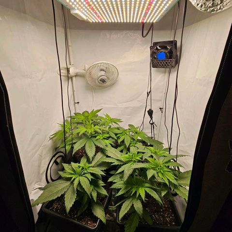 Critical growlog timeline photo