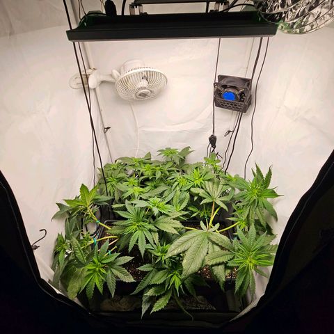 Critical growlog timeline photo