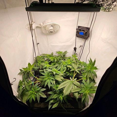 Critical growlog timeline photo