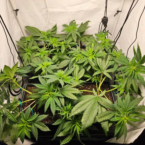 Critical growlog timeline photo
