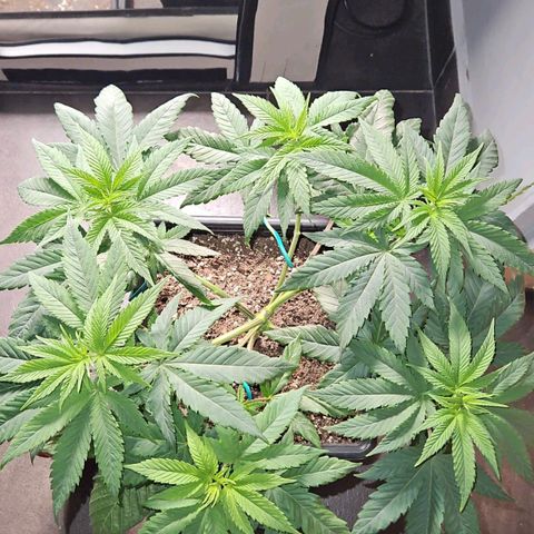 Critical growlog timeline photo