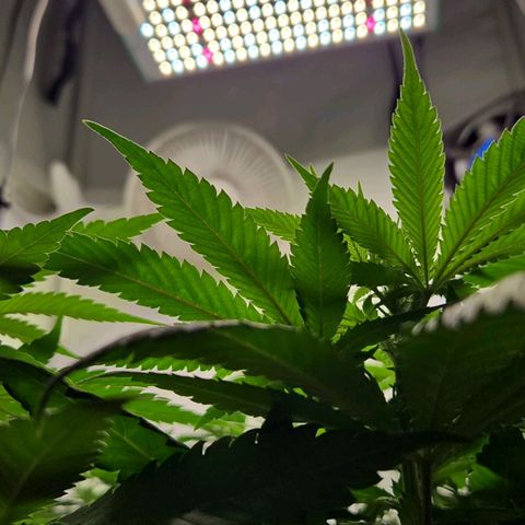 Critical growlog timeline photo