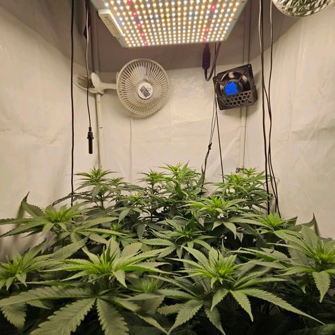 Critical growlog timeline photo