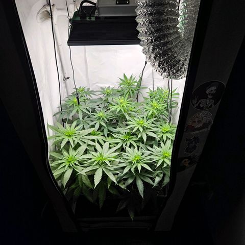 Critical growlog timeline photo