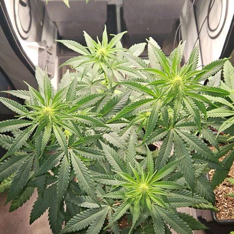 Critical growlog timeline photo