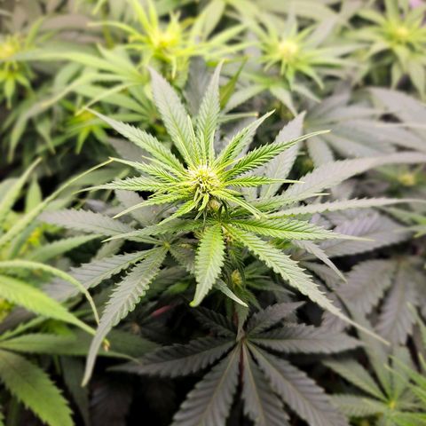 Critical growlog timeline photo