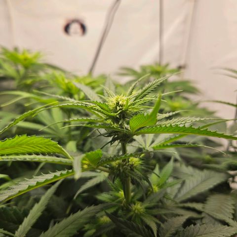 Critical growlog timeline photo