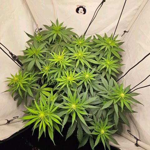 Critical growlog timeline photo