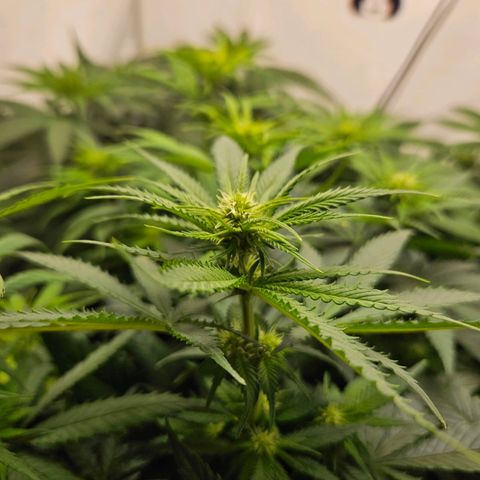 Critical growlog timeline photo