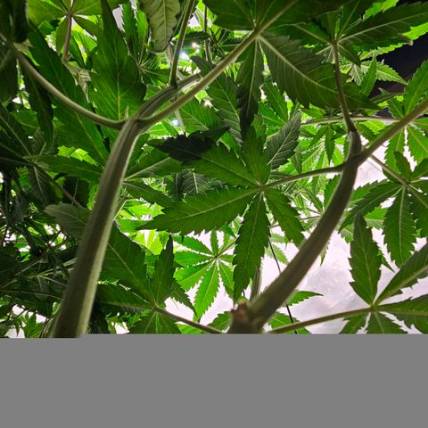 Critical growlog timeline photo