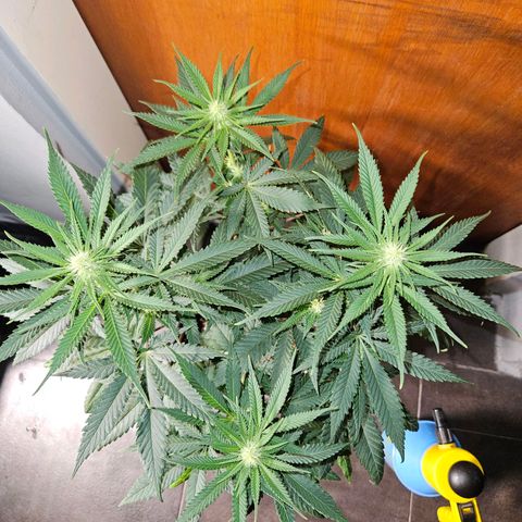 Critical growlog timeline photo