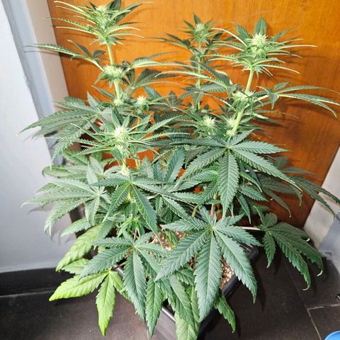 Critical growlog timeline photo