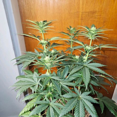 Critical growlog timeline photo