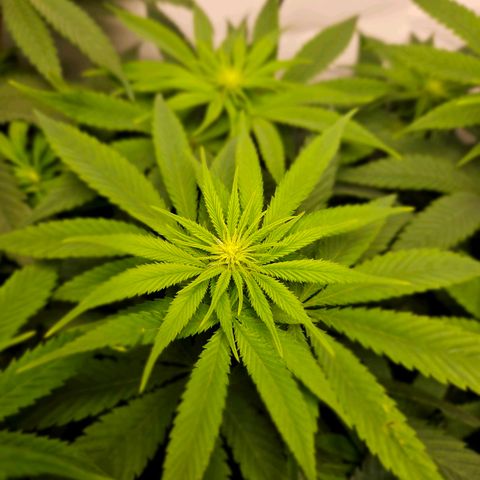 Critical growlog timeline photo