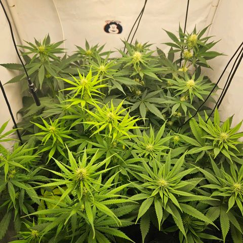 Critical growlog timeline photo
