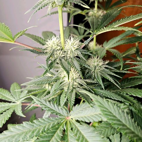 Critical growlog timeline photo