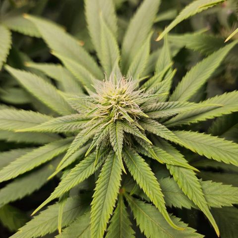 Critical growlog timeline photo