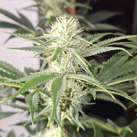 Critical growlog timeline photo