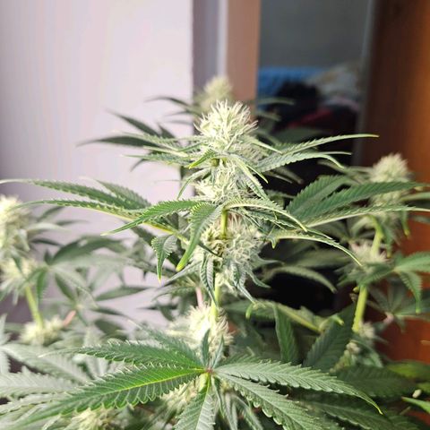 Critical growlog timeline photo