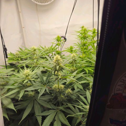 Critical growlog timeline photo
