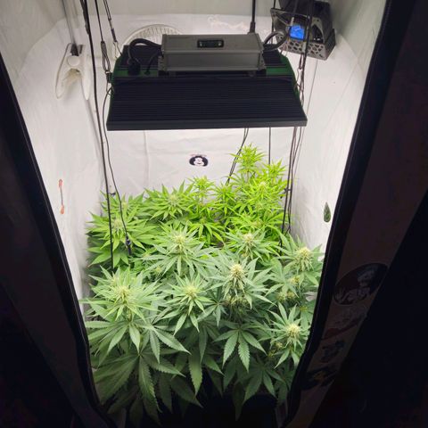 Critical growlog timeline photo
