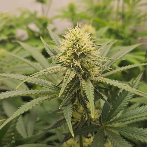 Critical growlog timeline photo