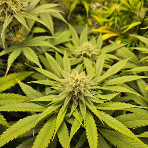 Critical growlog timeline photo