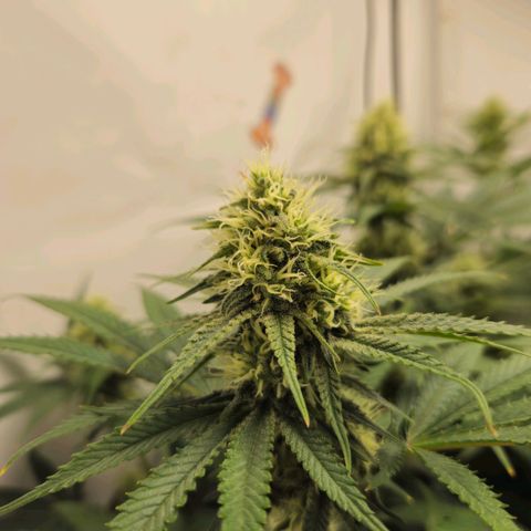 Critical growlog timeline photo