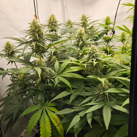 Critical growlog timeline photo