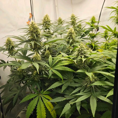 Critical growlog timeline photo