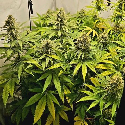 Critical growlog timeline photo