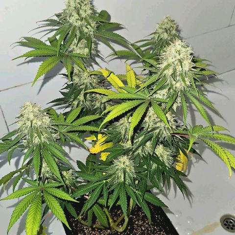Critical growlog timeline photo