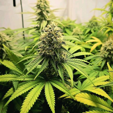Critical growlog timeline photo