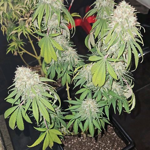 Critical growlog timeline photo