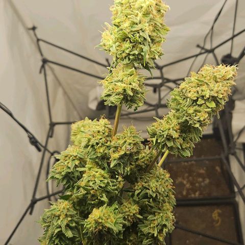 Critical growlog timeline photo
