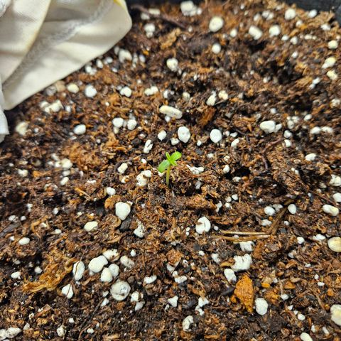 Automáticas . Scarlet Lemon Auto.• Red Critical Auto. • Purple Knockout Auto.• Red Mafia Auto. growlog timeline photo