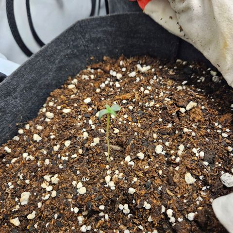 Automáticas . Scarlet Lemon Auto.• Red Critical Auto. • Purple Knockout Auto.• Red Mafia Auto. growlog timeline photo