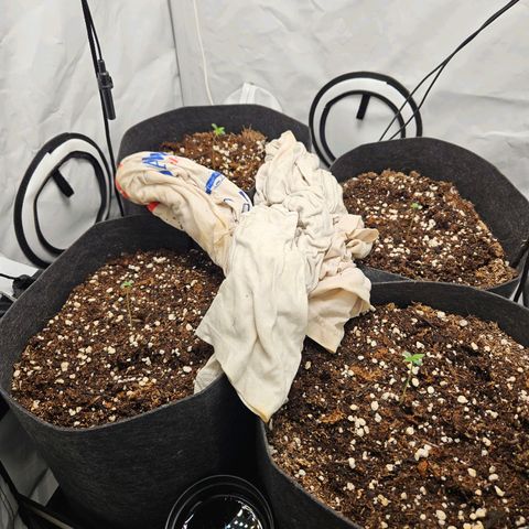 Automáticas . Scarlet Lemon Auto.• Red Critical Auto. • Purple Knockout Auto.• Red Mafia Auto. growlog timeline photo