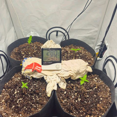 Automáticas . Scarlet Lemon Auto.• Red Critical Auto. • Purple Knockout Auto.• Red Mafia Auto. growlog timeline photo