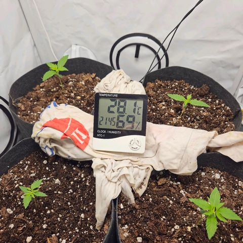 Automáticas . Scarlet Lemon Auto.• Red Critical Auto. • Purple Knockout Auto.• Red Mafia Auto. growlog timeline photo