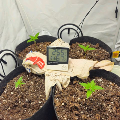 Automáticas . Scarlet Lemon Auto.• Red Critical Auto. • Purple Knockout Auto.• Red Mafia Auto. growlog timeline photo