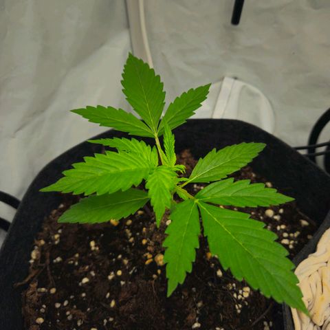 Automáticas . Scarlet Lemon Auto.• Red Critical Auto. • Purple Knockout Auto.• Red Mafia Auto. growlog timeline photo